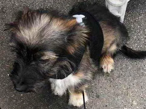 Cachorro raça Não sei ao certo  idade Abaixo de 2 meses nome Cristina