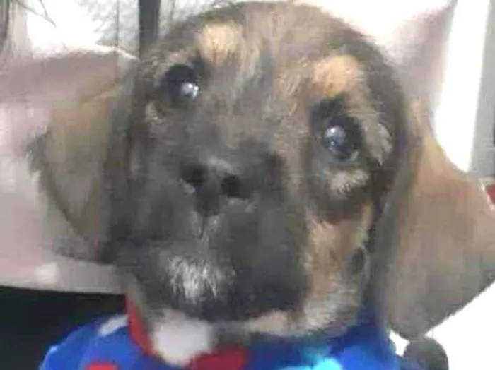 Cachorro raça SRD idade 2 a 6 meses nome Dudu