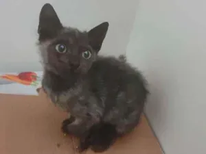 Gato raça SRD-ViraLata idade 1 ano nome Otelo