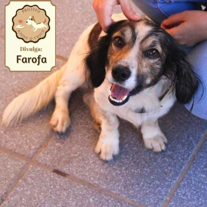 Cachorro ra a SRD idade 2 anos nome Farofa 