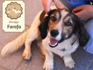 Cachorro raça SRD idade 2 anos nome Farofa 