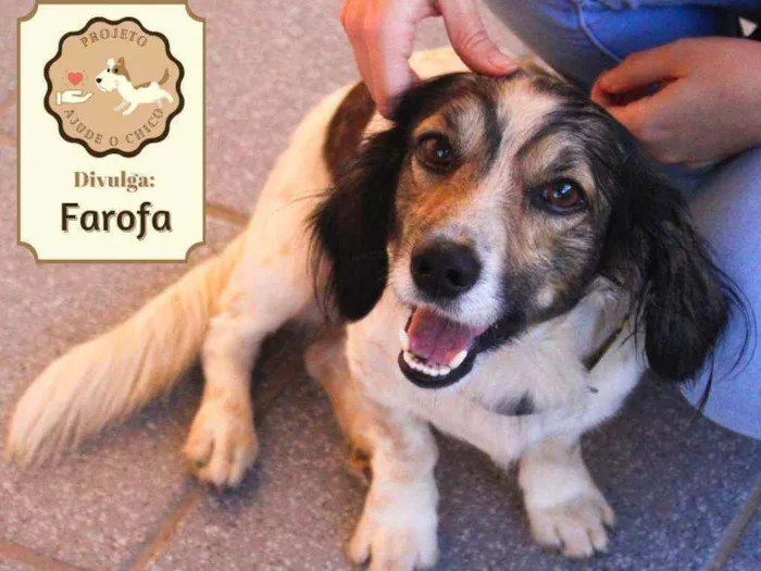 Cachorro ra a SRD idade 2 anos nome Farofa 