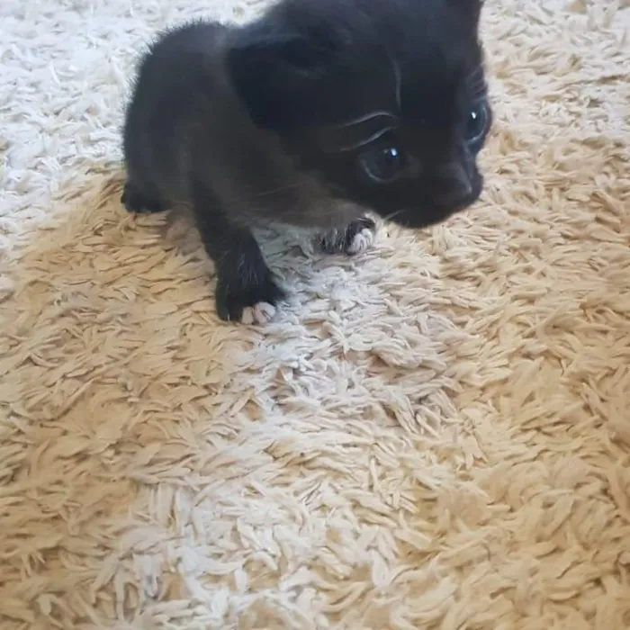 Gato ra a n/a idade Abaixo de 2 meses nome sem nome