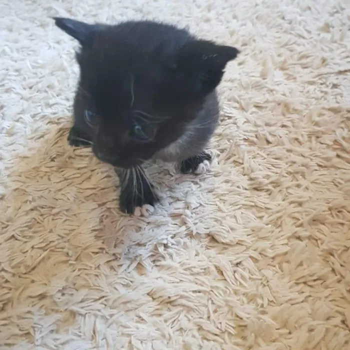 Gato ra a  idade Abaixo de 2 meses nome sem nome