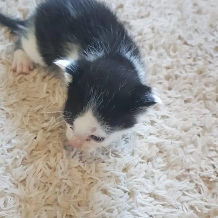 Gato ra a  idade Abaixo de 2 meses nome sem nome