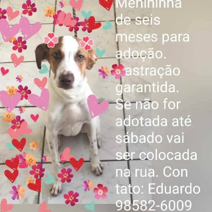 Cachorro ra a SRD idade 7 a 11 meses nome * JULIETTE *
