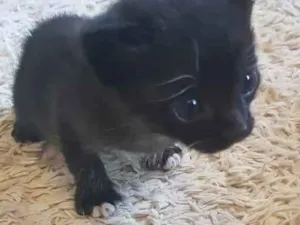 Gato raça n/a idade Abaixo de 2 meses nome sem nome