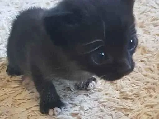 Gato ra a n/a idade Abaixo de 2 meses nome sem nome