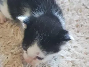 Gato raça  idade Abaixo de 2 meses nome sem nome