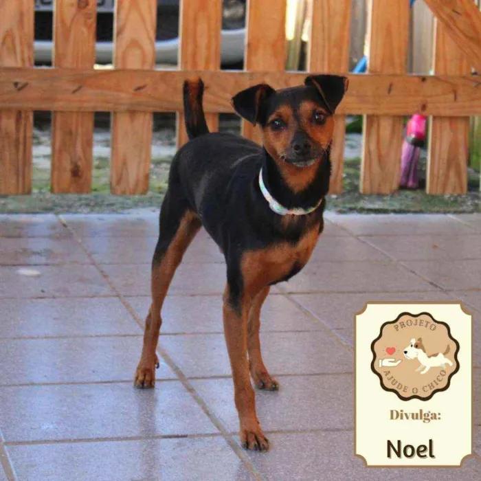 Cachorro ra a SRD idade 2 anos nome Noel