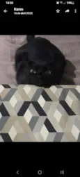 Pantera