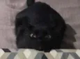 Pantera