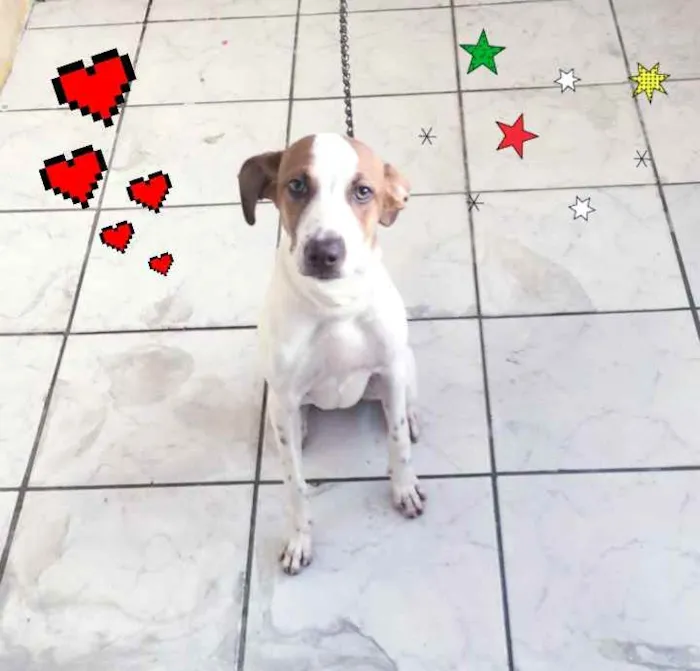Cachorro ra a SRD idade 7 a 11 meses nome * JULIETTE *