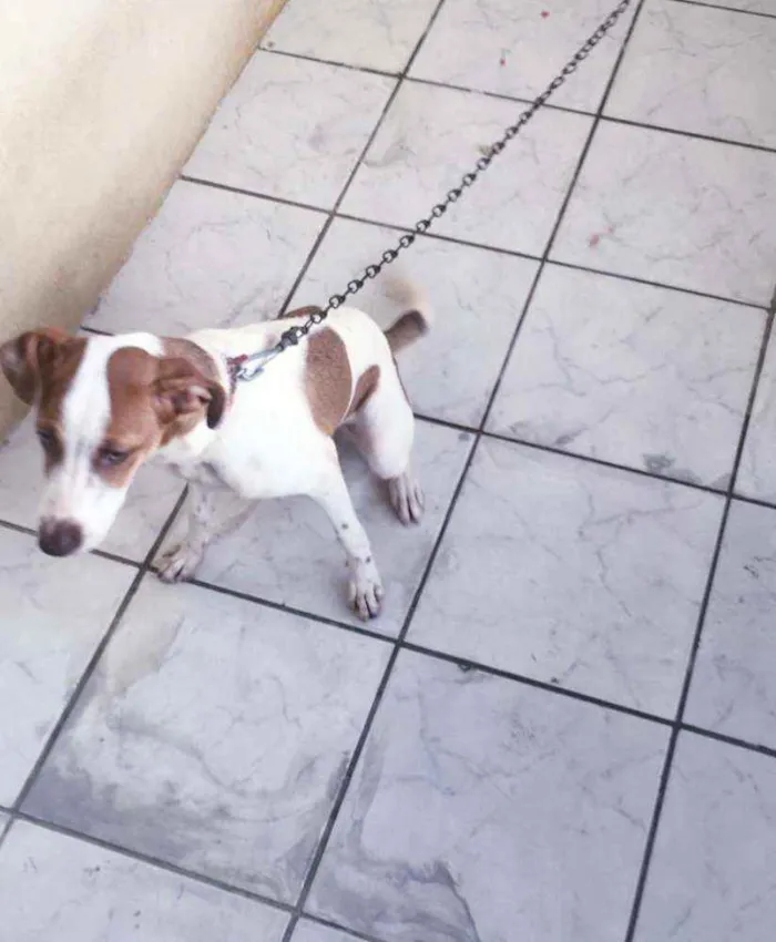 Cachorro ra a SRD idade 7 a 11 meses nome * JULIETTE *