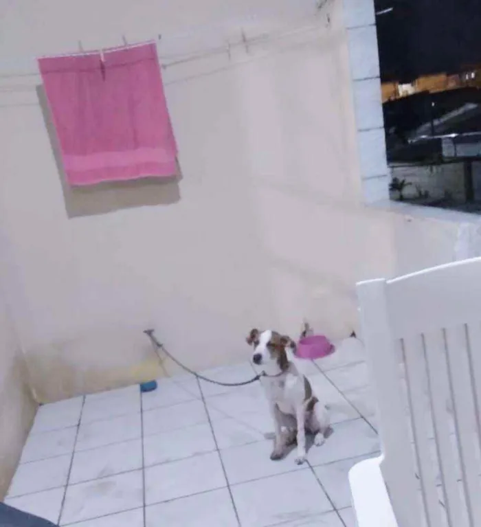 Cachorro ra a SRD idade 7 a 11 meses nome * JULIETTE *