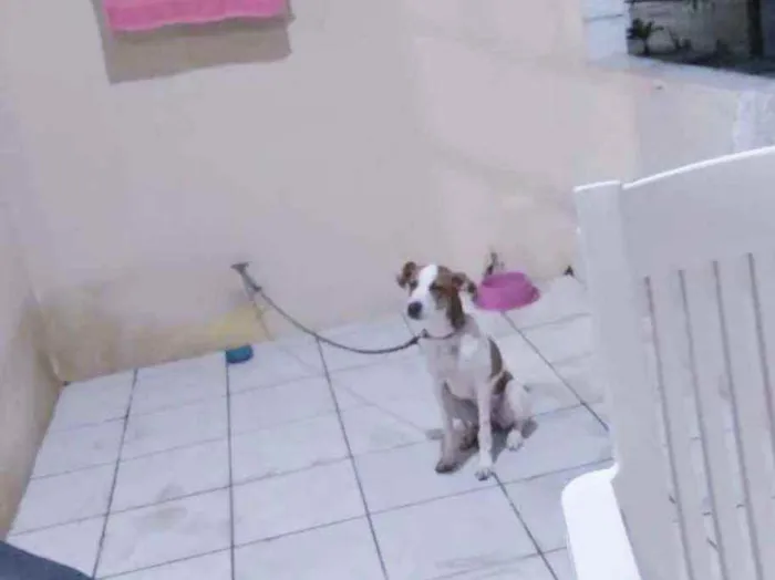 Cachorro ra a SRD idade 7 a 11 meses nome * JULIETTE *