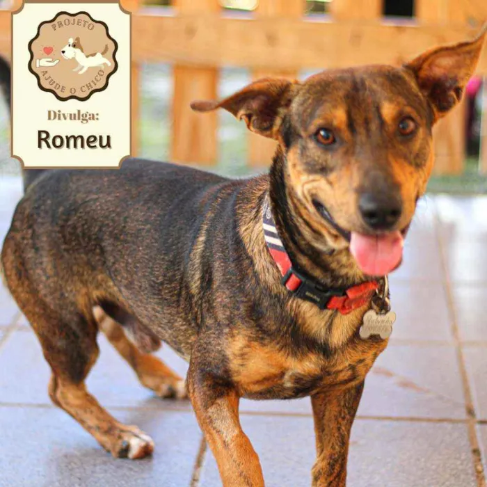 Cachorro ra a SRD idade 1 ano nome Romeu