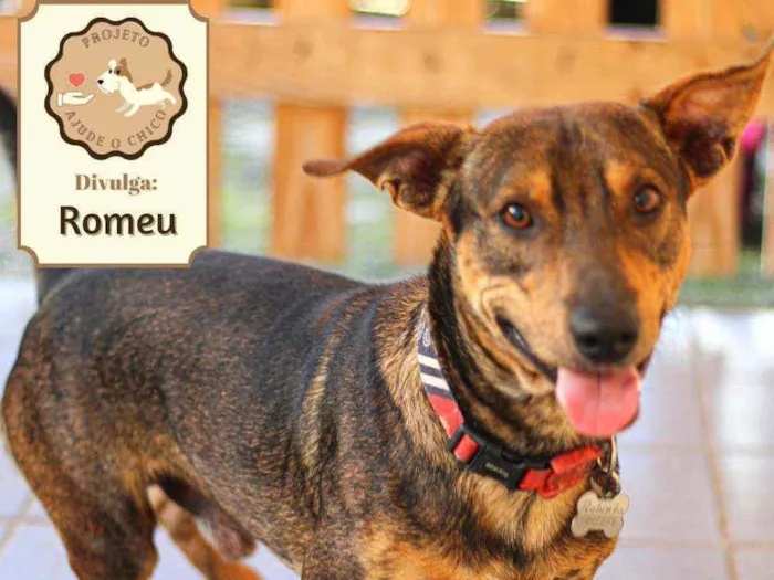 Cachorro ra a SRD idade 1 ano nome Romeu