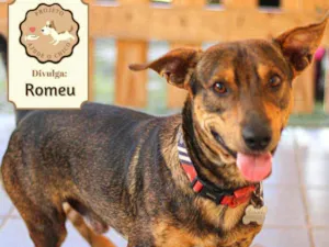 Cachorro raça SRD idade 1 ano nome Romeu