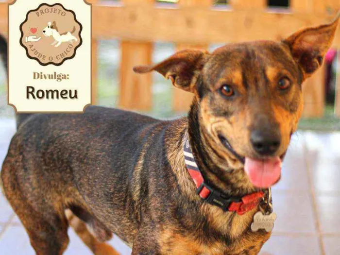 Cachorro ra a SRD idade 1 ano nome Romeu