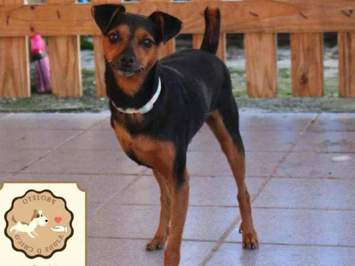 Cachorro ra a SRD idade 2 anos nome Noel