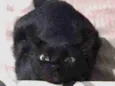 Pantera