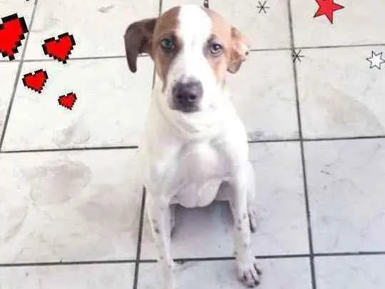 Cachorro ra a SRD idade 7 a 11 meses nome * JULIETTE *