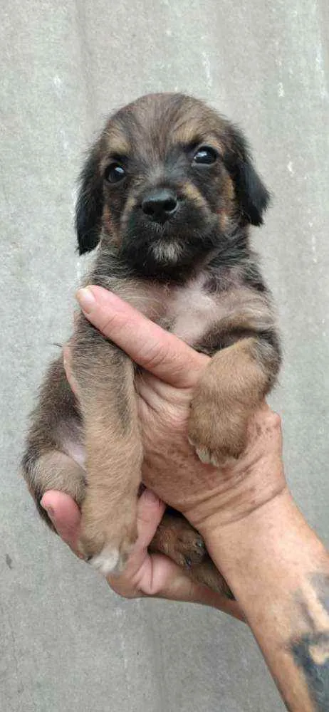 Cachorro raça SRD idade 2 a 6 meses nome Dudu