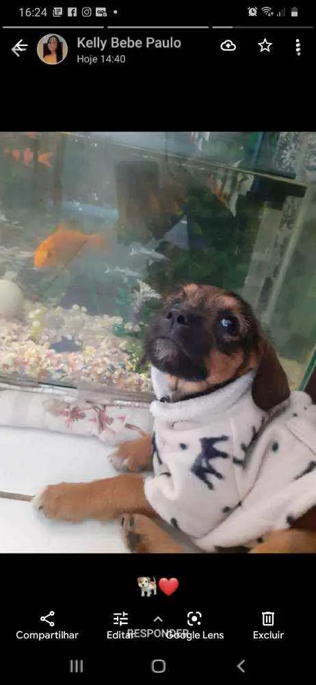 Cachorro raça SRD idade 2 a 6 meses nome Dudu