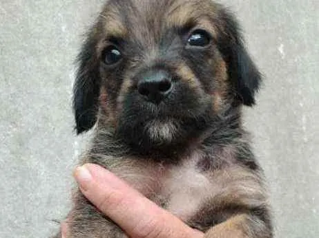 Cachorro raça SRD idade 2 a 6 meses nome Dudu