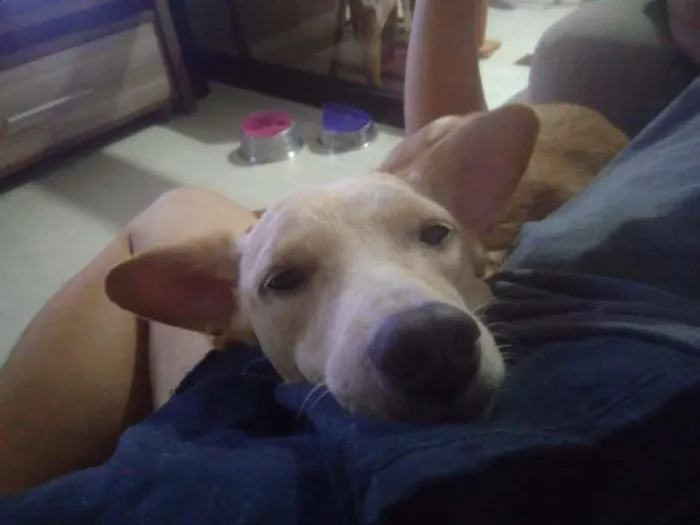 Cachorro ra a SRD-ViraLata idade  nome Benny