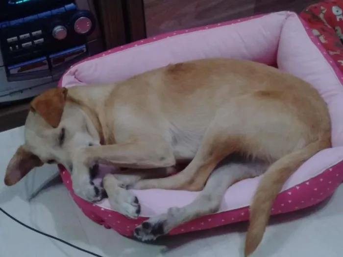 Cachorro ra a SRD-ViraLata idade  nome Benny
