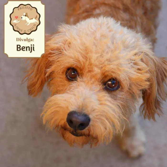 Cachorro ra a SRD idade 1 ano nome Benji