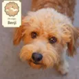 Benji