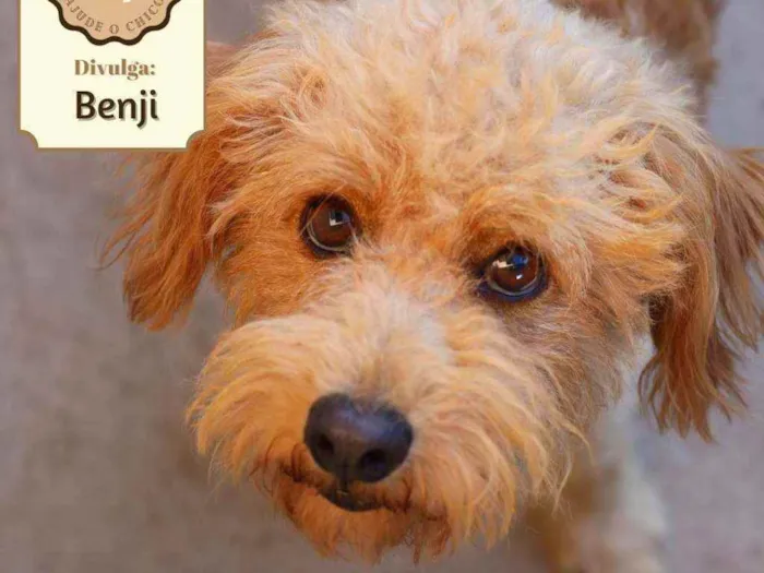 Cachorro ra a SRD idade 1 ano nome Benji