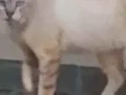 Gato ra a Não sei idade 2 anos nome Não sei