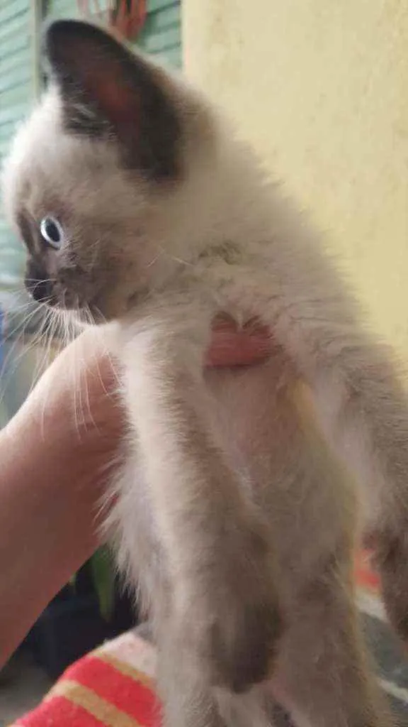 Gato ra a Indefinida  idade Abaixo de 2 meses nome Sem nome