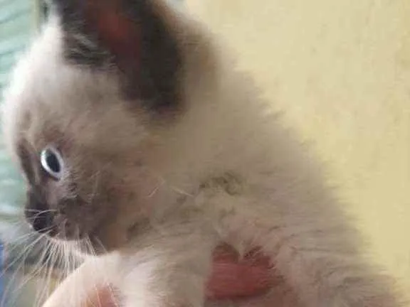 Gato ra a Indefinida  idade Abaixo de 2 meses nome Sem nome