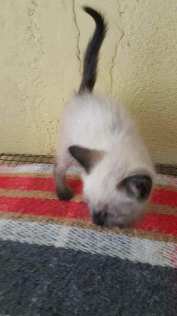 Gato ra a Indefinida  idade Abaixo de 2 meses nome Sem nome