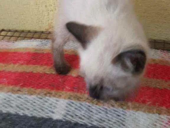 Gato ra a Indefinida  idade Abaixo de 2 meses nome Sem nome