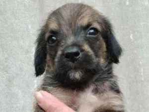Cachorro raça SRD idade 2 a 6 meses nome Dudu