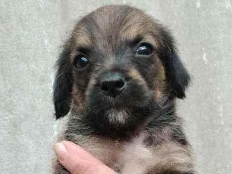 Cachorro raça SRD idade 2 a 6 meses nome Dudu