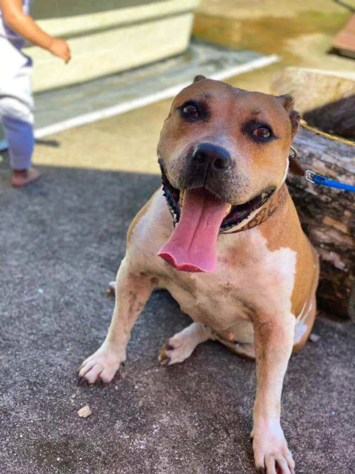 Cachorro ra a American Staffordshire idade 4 anos nome Athena 