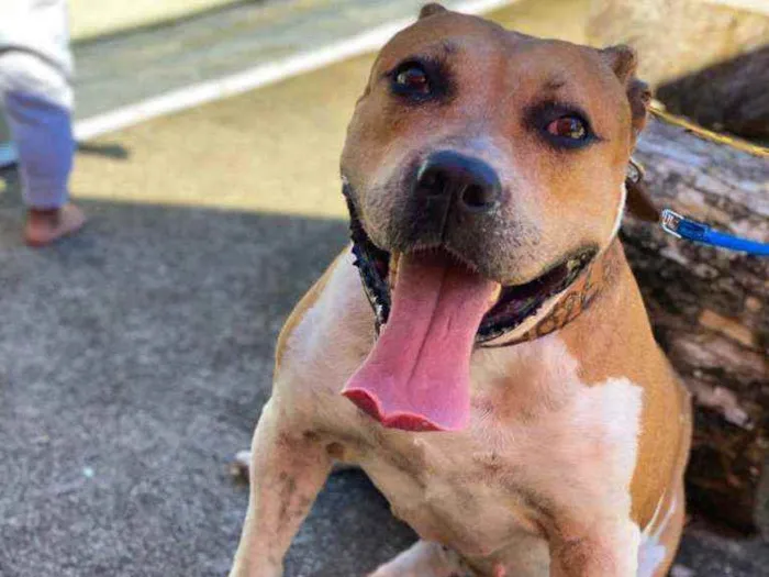 Cachorro ra a American Staffordshire idade 4 anos nome Athena 