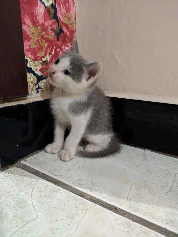 Gato ra a  idade Abaixo de 2 meses nome Sem nome