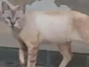 Gato raça Não sei idade 2 anos nome Não sei