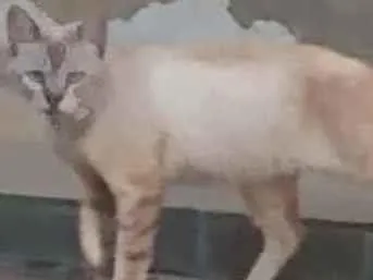 Gato ra a Não sei idade 2 anos nome Não sei