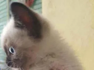 Gato raça Indefinida  idade Abaixo de 2 meses nome Sem nome