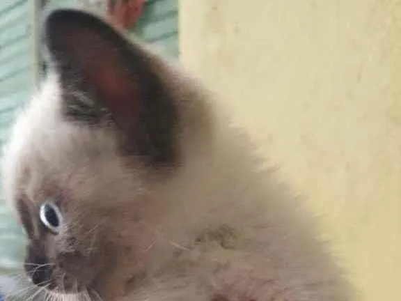 Gato ra a Indefinida  idade Abaixo de 2 meses nome Sem nome