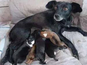 Cachorro raça Sem raça definida idade 6 ou mais anos nome Lily